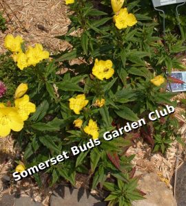 Somerset Buds Garden Club Annual Plant Sale