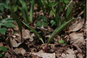 Rare Plants in MN Prairies and the St. Croix River Valley