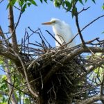 Gallery 1 - Herons and History Guided Kayak Tours