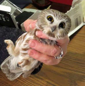 Owl Banding on Carpenter Nature Center's WI Campus