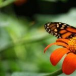 Gallery 1 - All About Monarchs