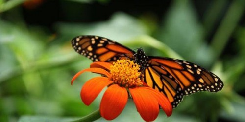 Gallery 1 - All About Monarchs