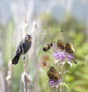 Invite Them In: Backyard Landscape for Pollinators...