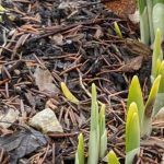 Signs of Spring
