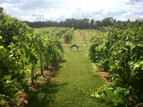 Gallery 1 - Yoga in the Vines