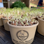 Grow your own Microgreens all year long!