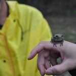 Amphibians and Reptiles of Minnesota