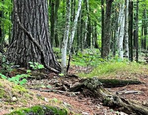 Managing Woodlands for Resiliency