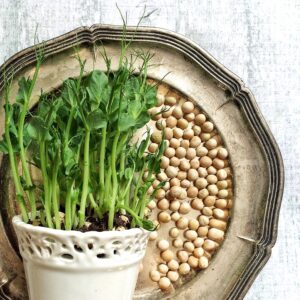 Enhancing Whole Grains and Legumes by Sprouting (In-person)