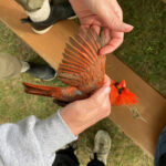 Carpenter Nature Center Public Bird Banding